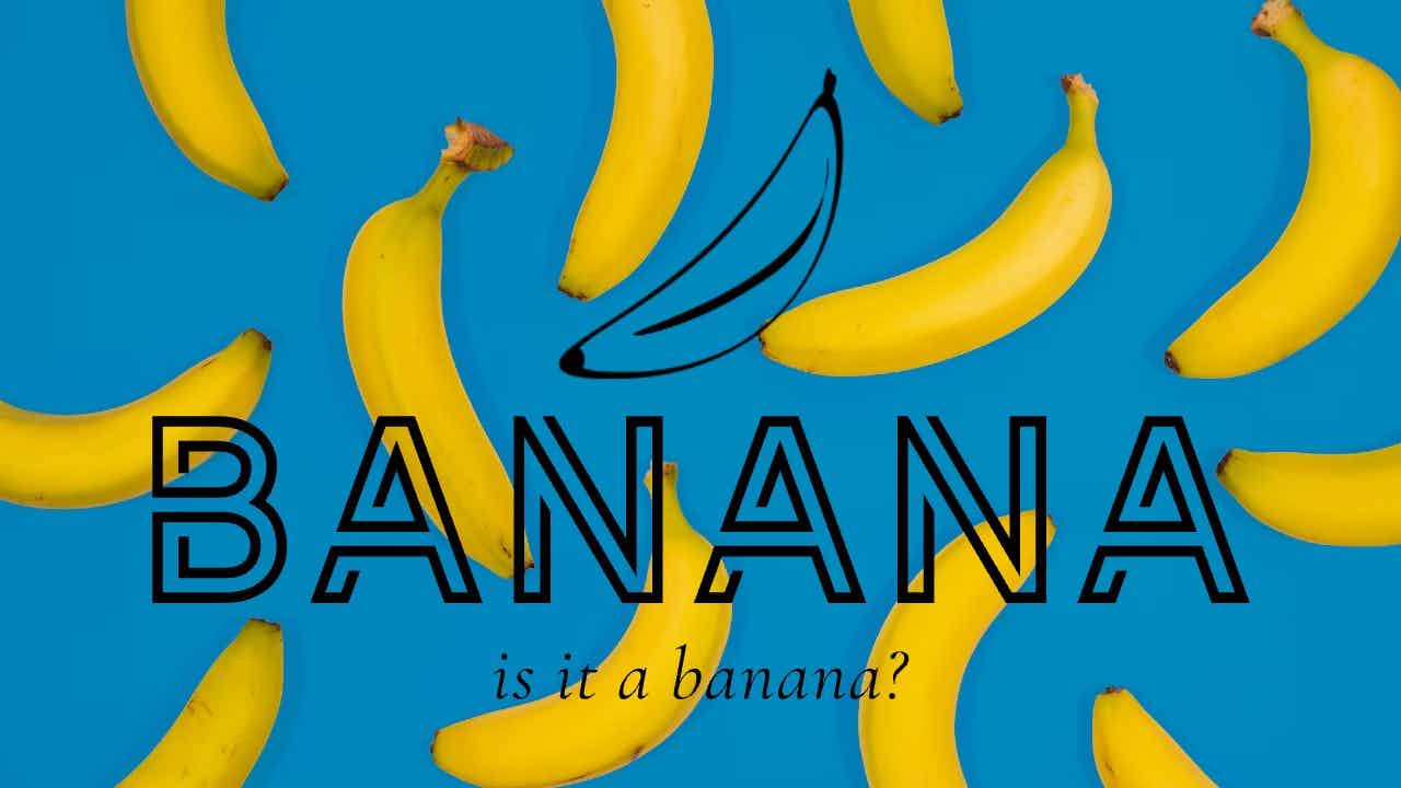 Is this a banana?